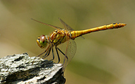 Moustached Darter (Male, Sympetrum vulgatum)